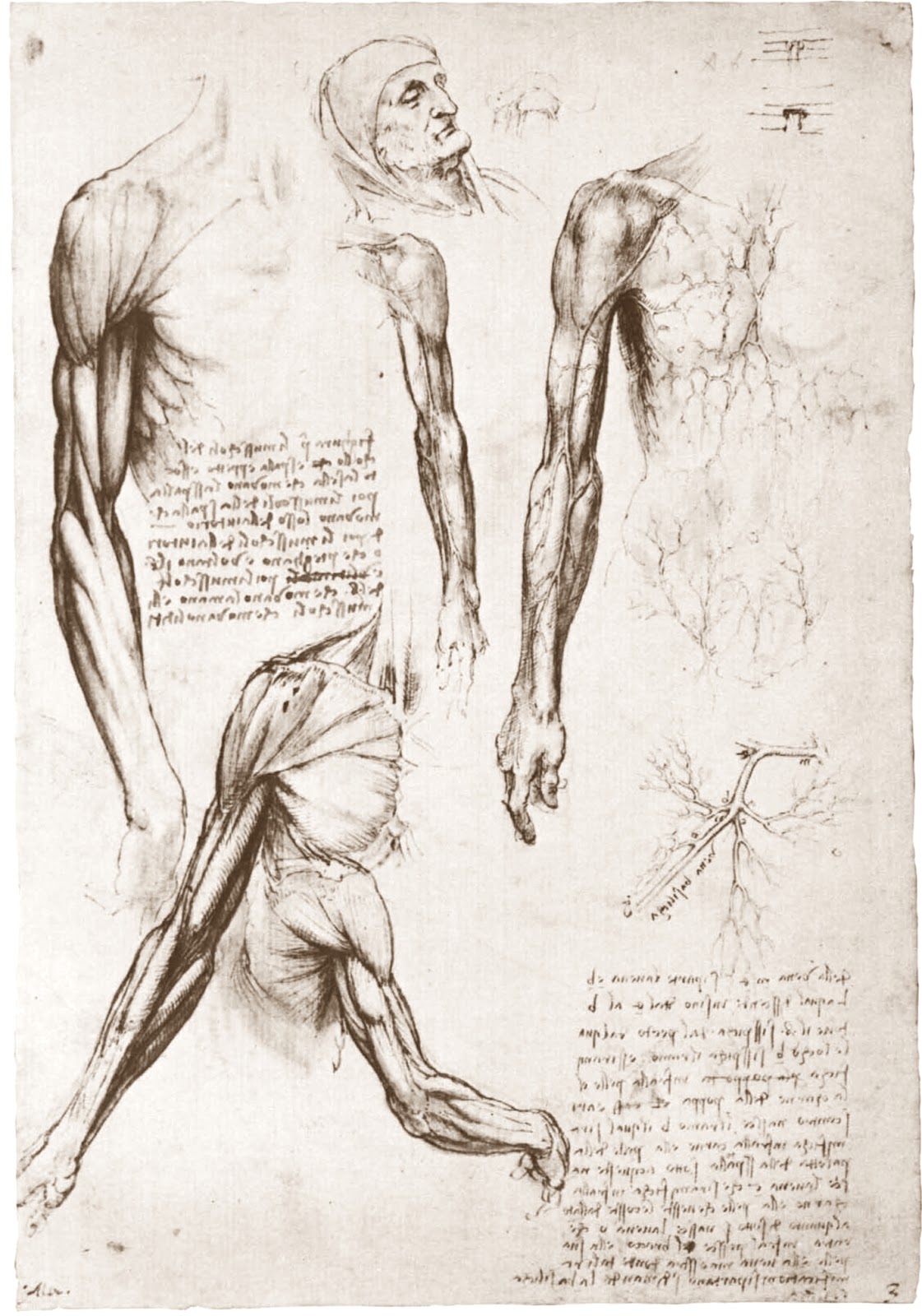 Leonardo+da+Vinci-1452-1519 (790).jpg